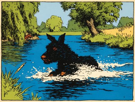 Scottish Terrier Splashing Through the River