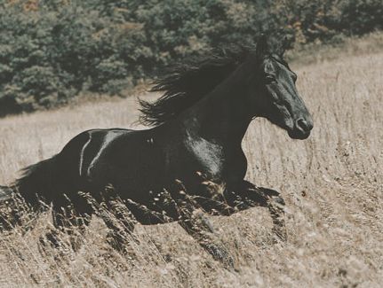 Black Stallion Running Through Golden Fields